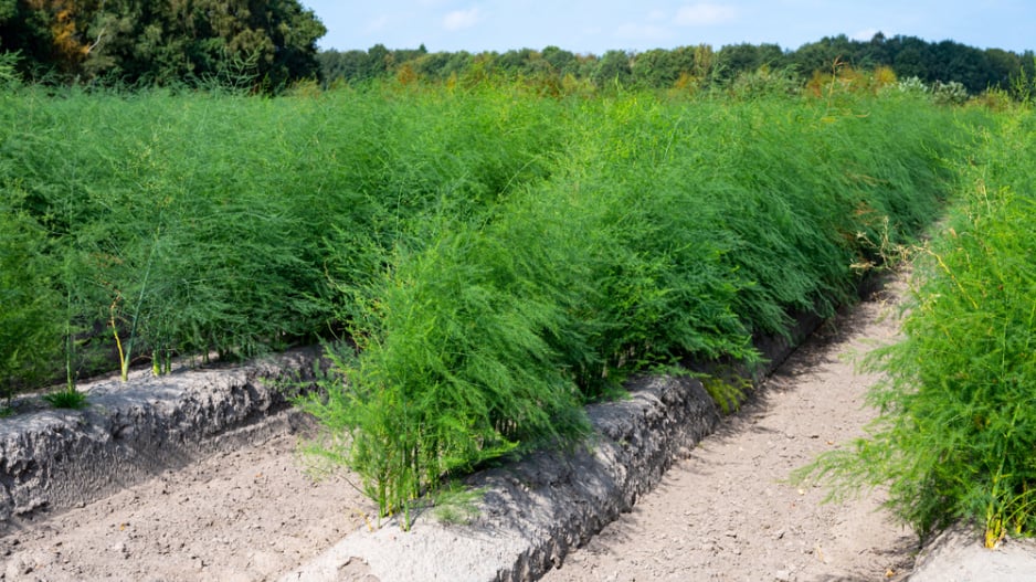 Chřest lékařský (Asparagus officinalis) 