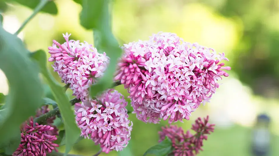 Šeřík karpatský, šeřík maďarský (Syringa josikaea) 