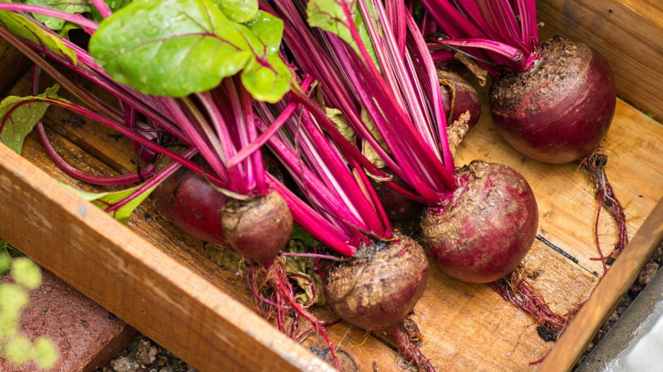 Červená řepa (Beta vulgaris) 
