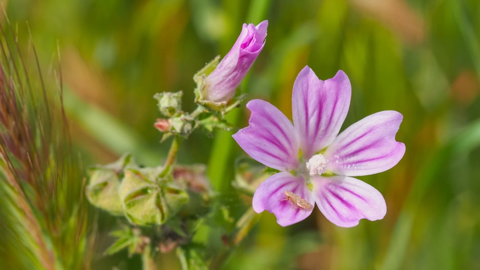 Sléz přehlížený (Malva neglecta) 