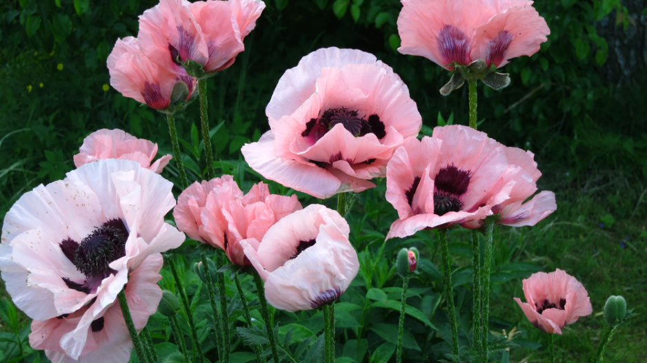 Mák východní (Papaver orientale) 