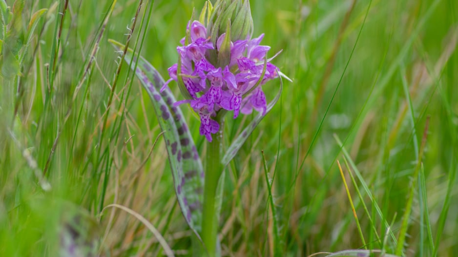 Prstnatec májový (Dactylorhiza majalis) 