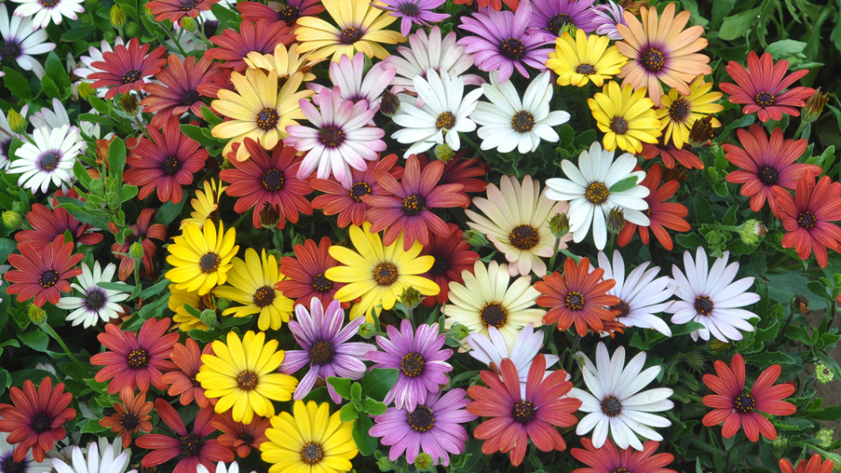 Paprskovka (Osteospermum) 