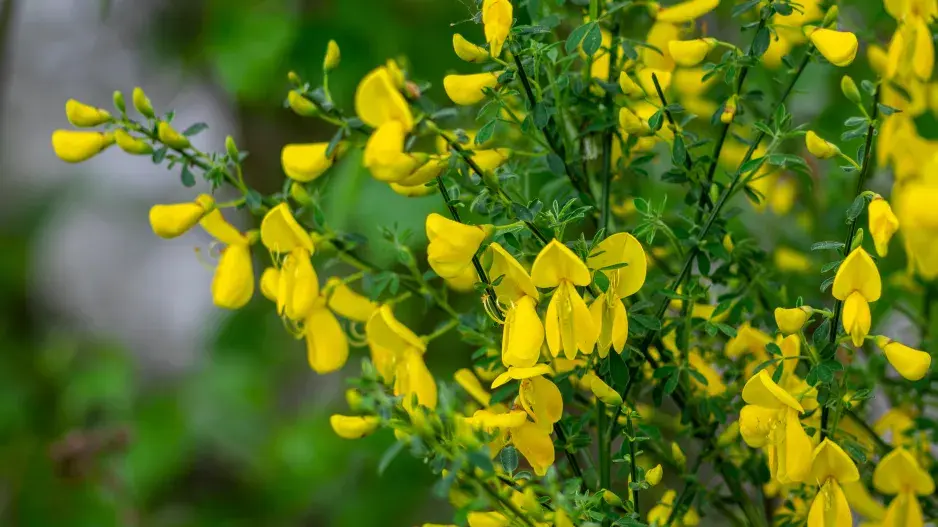 Janovec metlatý (Cytisus scoparius)