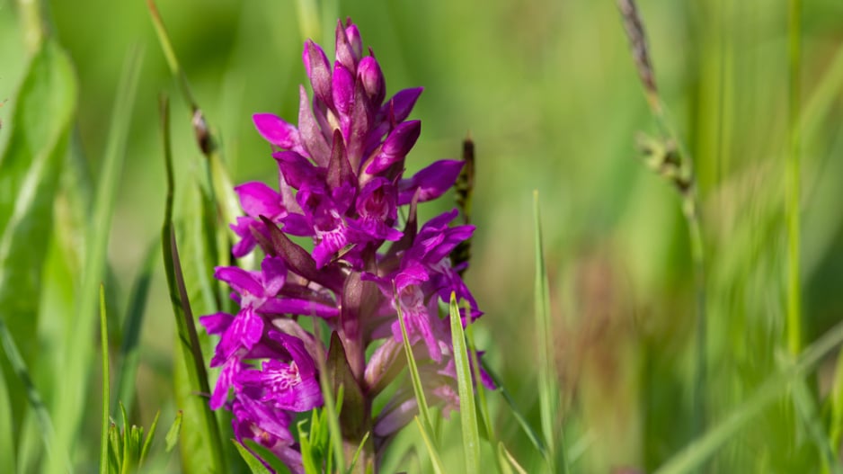 Prstnatec májový (Dactylorhiza majalis) 