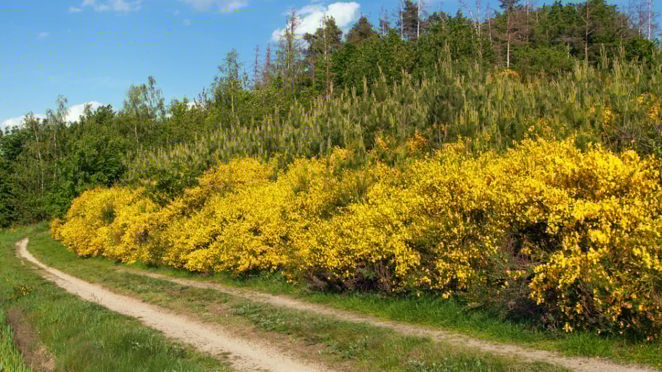 Janovec metlatý (Cytisus scoparius) 
