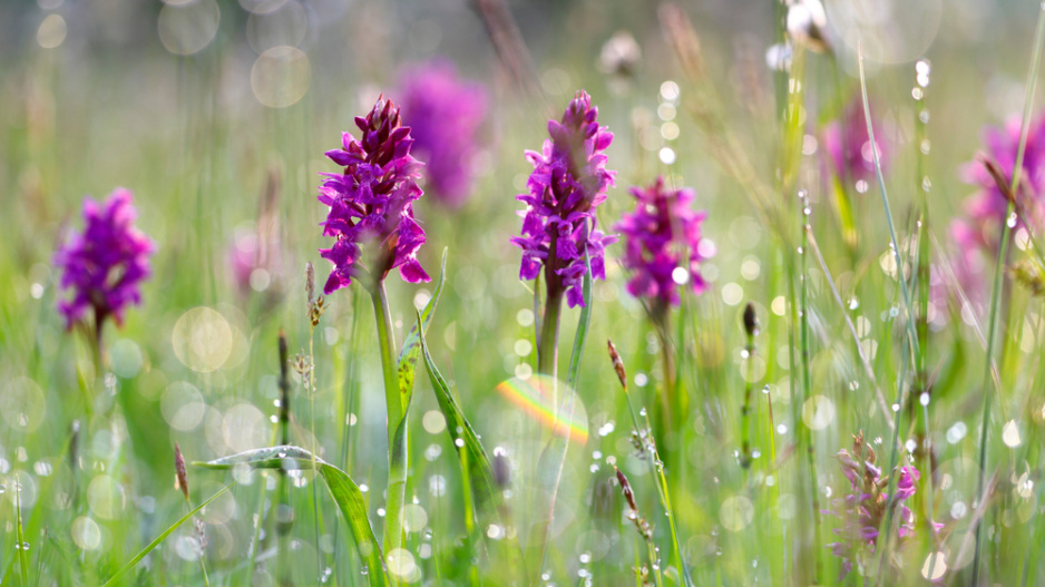 Prstnatec májový (Dactylorhiza majalis) 