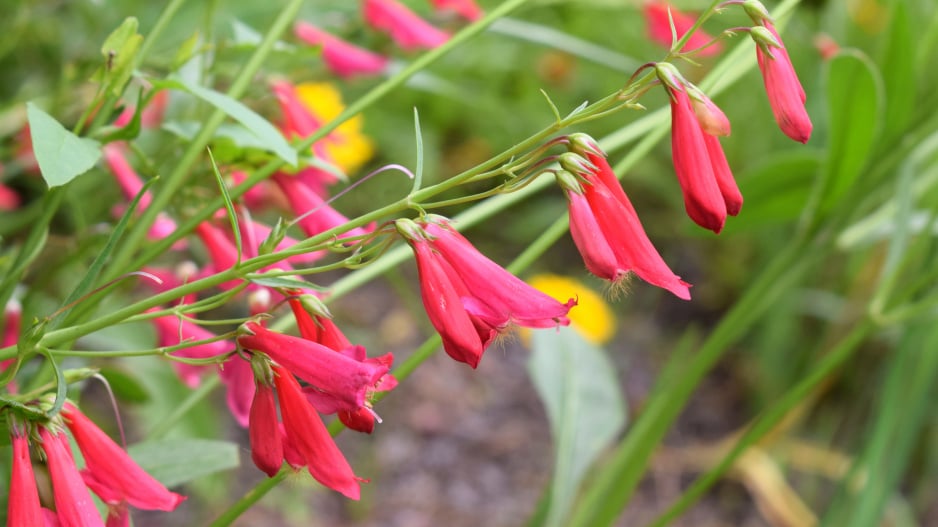 Dračík neboli Penstemon