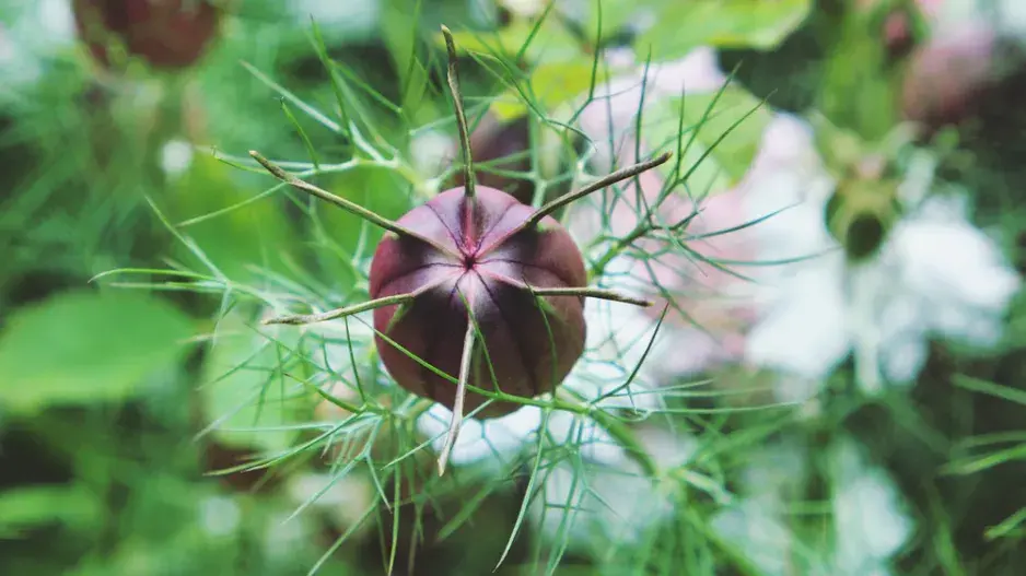 Černucha damašská (Nigella damascena)  Černucha damašská (Nigella damascena)