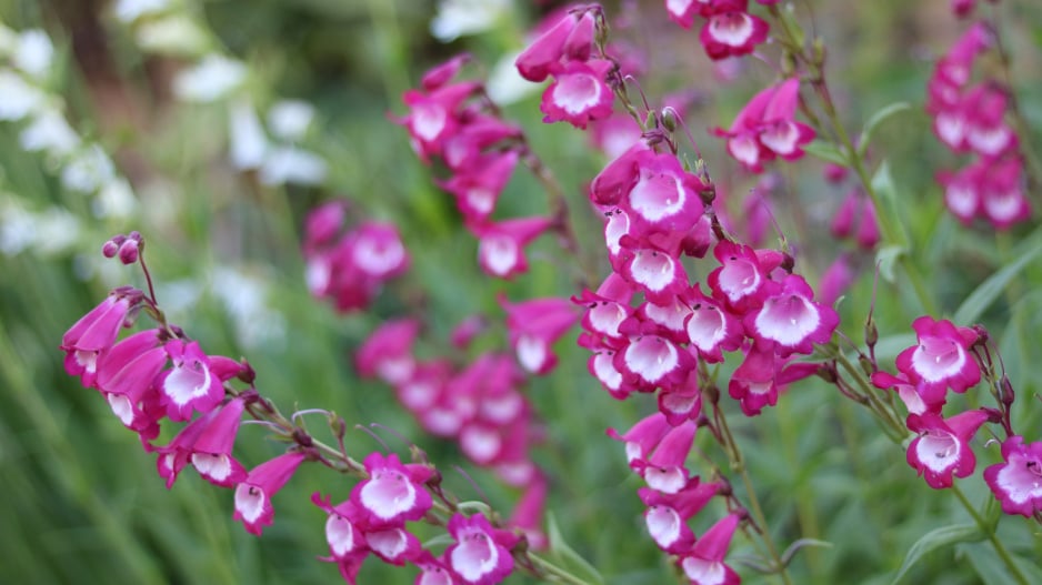 Dračík neboli Penstemon