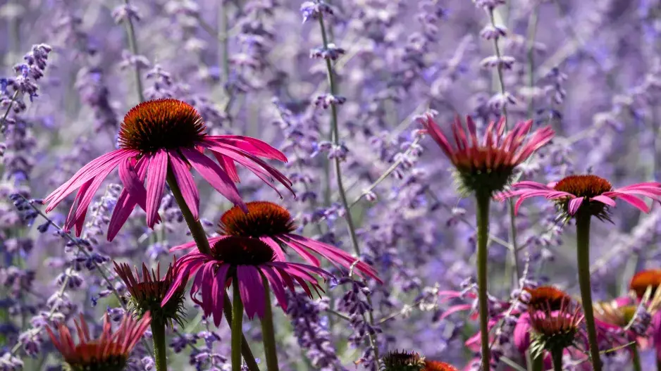 Perovskie neboli ruská šalvěj