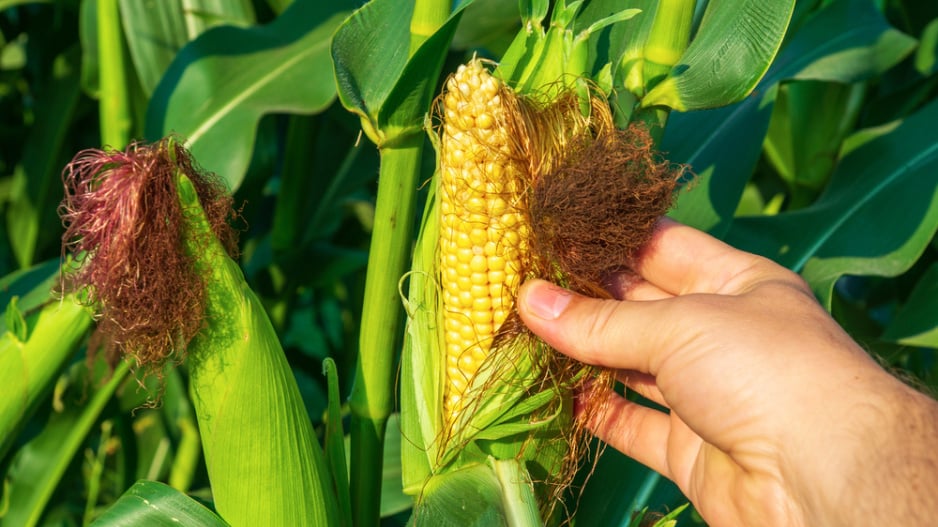 Kukuřice cukrová (Zea mays var. saccharata) 