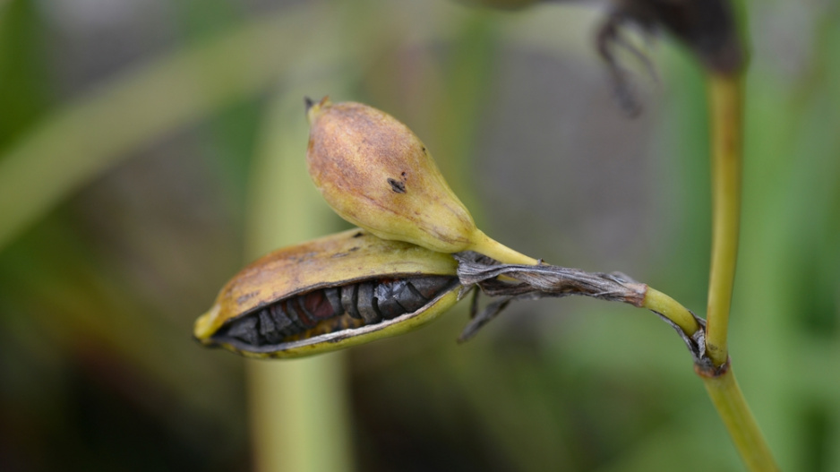 Kosatec žlutý (Iris pseudacorus) 