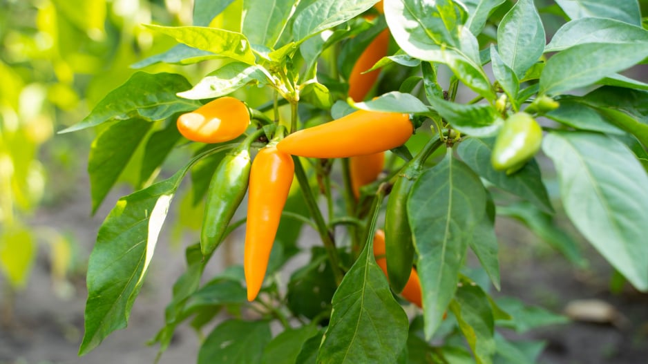 Paprika "Bulgarian Carot"