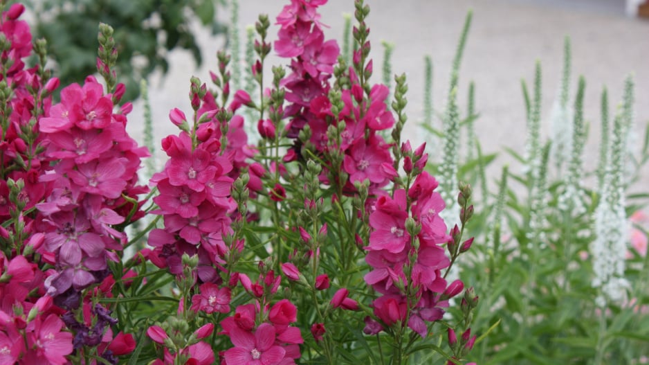 Dračík neboli Penstemon