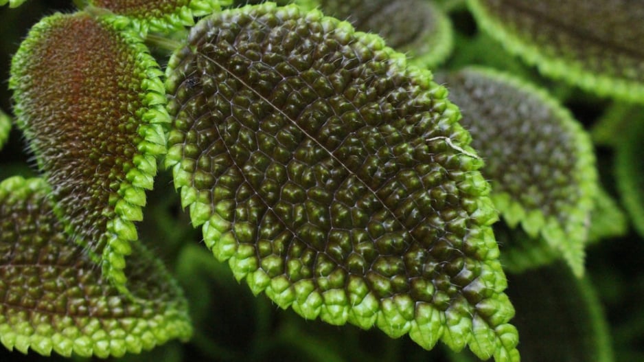 Pilea