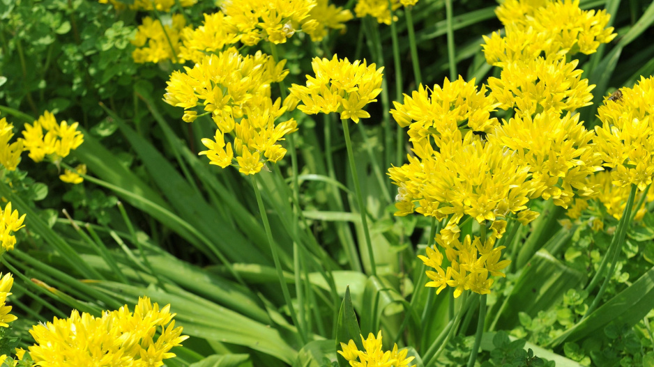 Česnek zlatožlutý (Allium moly) 