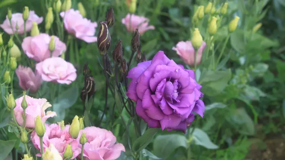 Eustoma (Eustoma grandiflorum) 