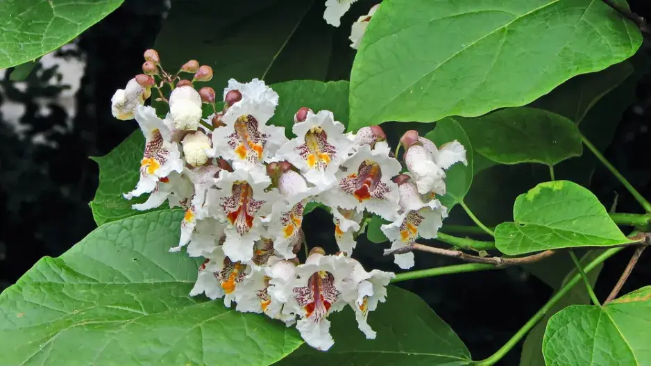 Katalpa trubačovitá (Catalpa bignoioides) 
