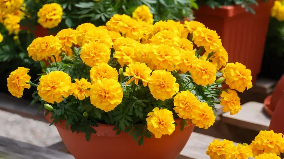 Afrikán neboli aksamitník rozkladitý (Tagetes patula) 