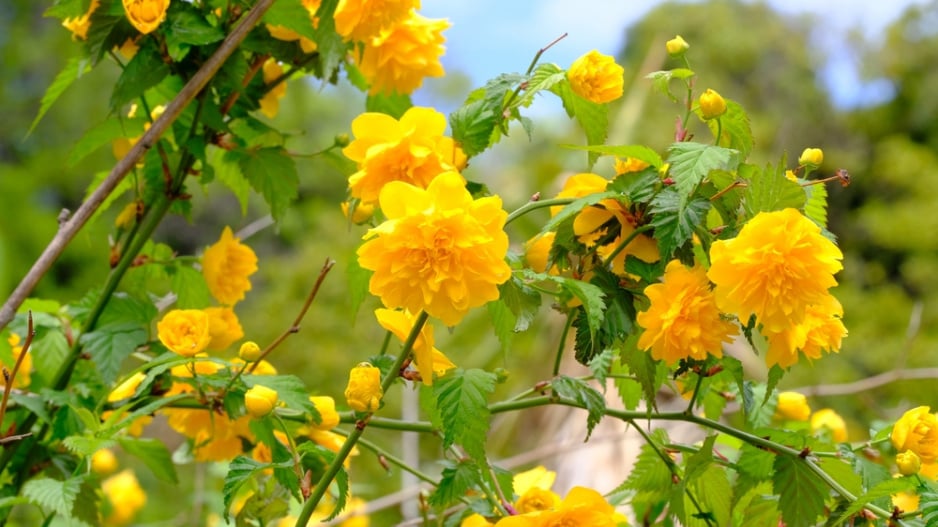 Zákula japonská (Kerria japonica) 