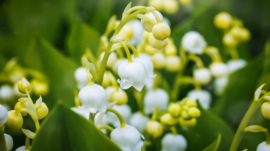Konvalinka vonná (Convallaria majalis) 