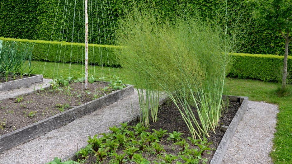 Chřest lékařský (Asparagus officinalis) 