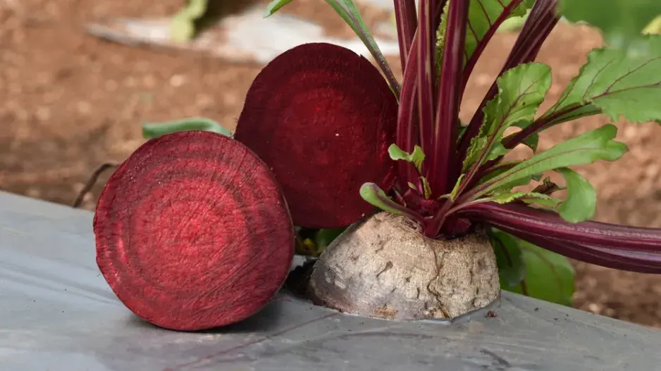 Červená řepa (Beta vulgaris)  Červená řepa (Beta vulgaris)