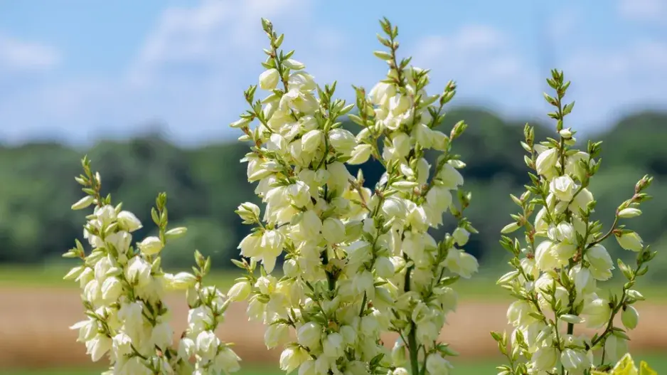 Juka vláknitá (Yucca filamentosa)
