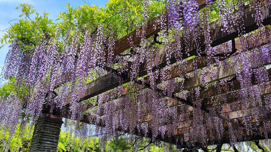 Dřevěná pergola s vistárií 