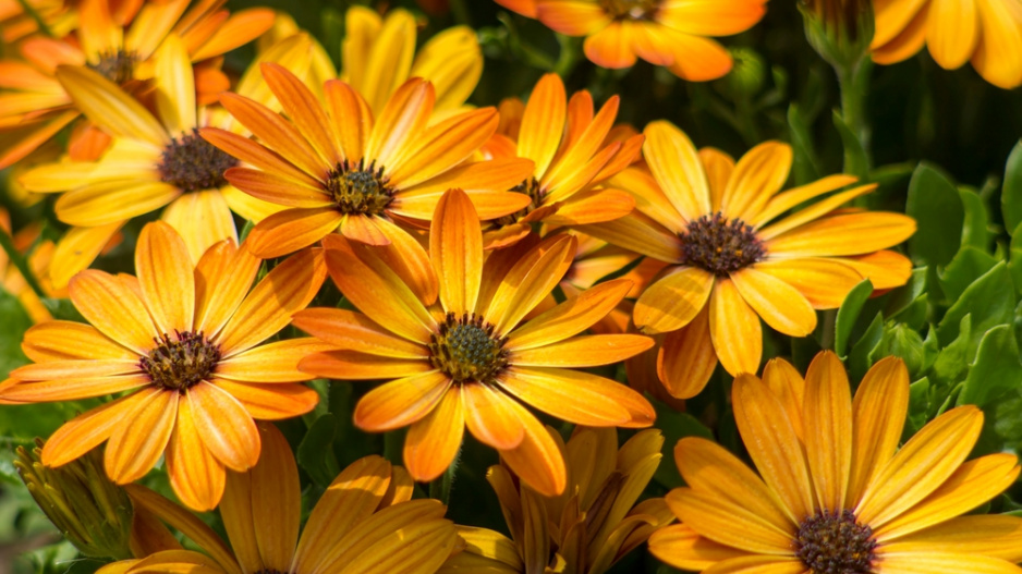 Paprskovka (Osteospermum) 