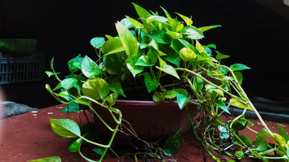 Scindapsus