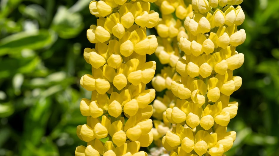 Lupina