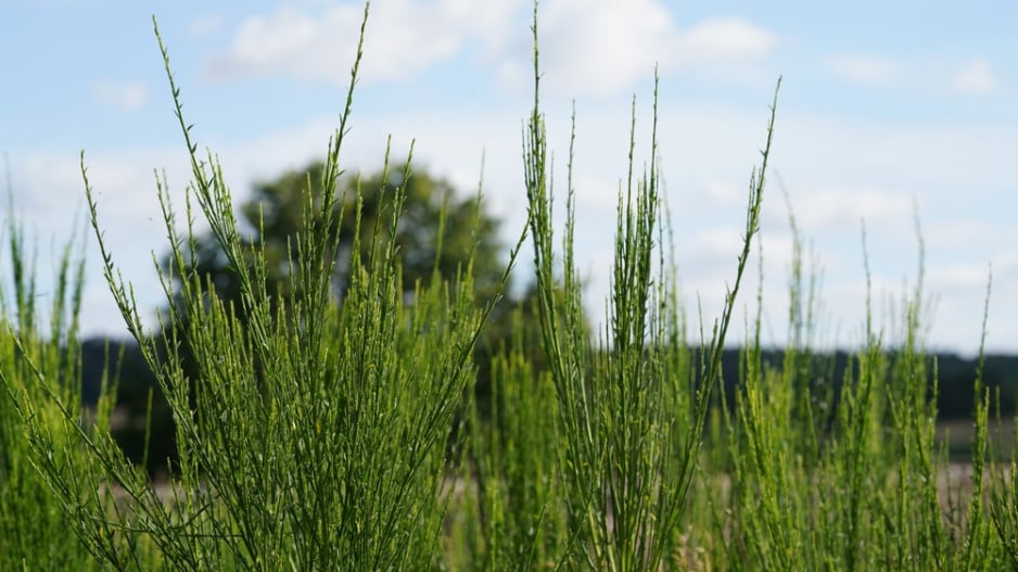 Janovec metlatý (Cytisus scoparius) 