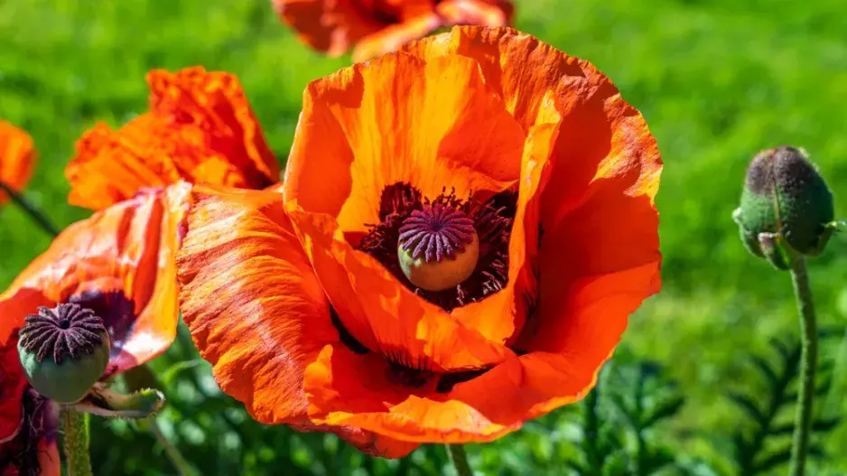 Mák východní (Papaver orientale)