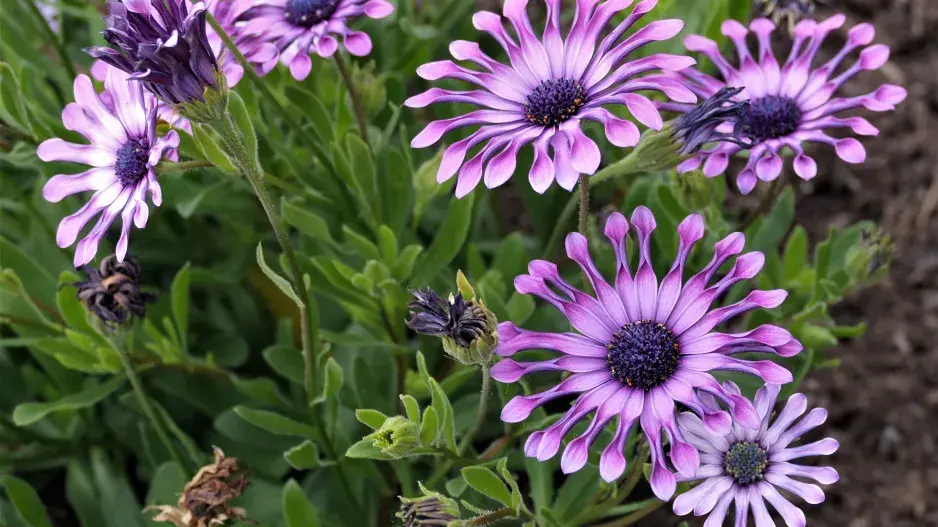 Kapská kopretina neboli osteospermum
