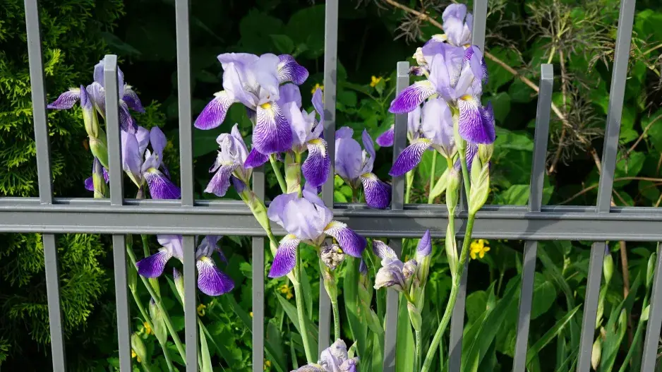 Kosatec německý (Iris x germanica)
