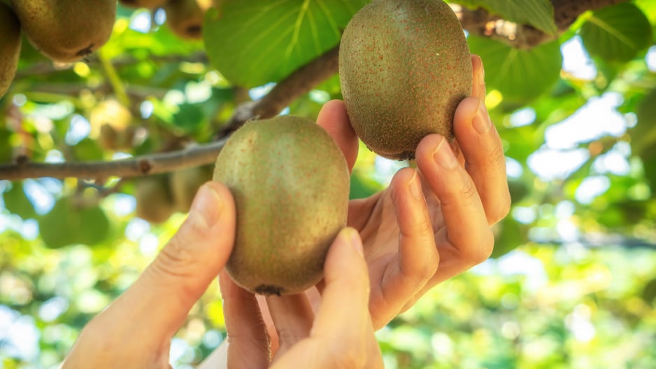 Kiwi neboli aktinídie