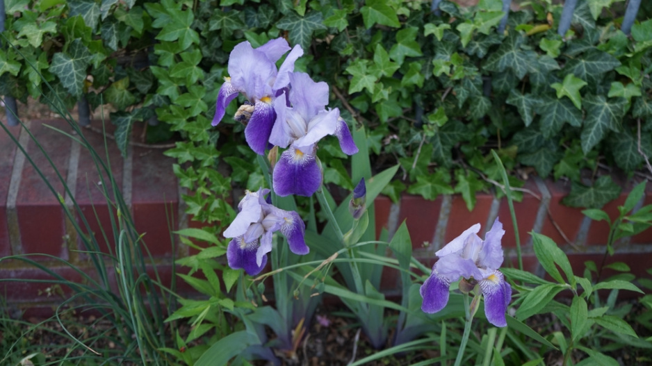 Kosatec německý (Iris x germanica) 