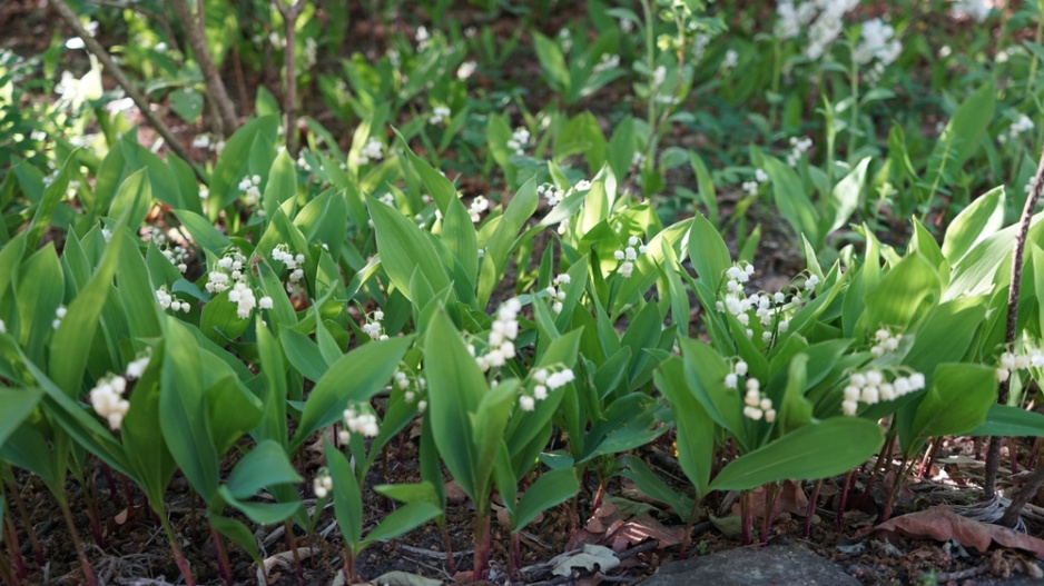 Konvalinka vonná (Convallaria majalis) 