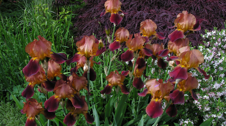 Kosatec německý (Iris x germanica) 