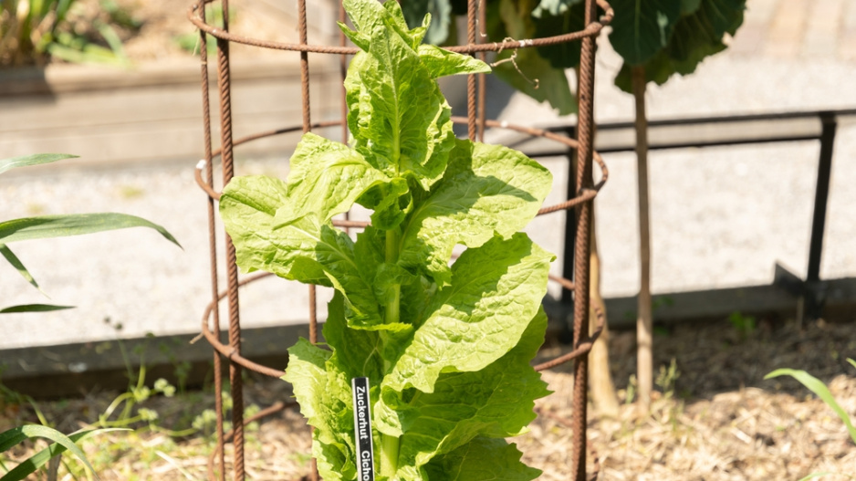 Salátová čekanka (Cichorium endivia) 