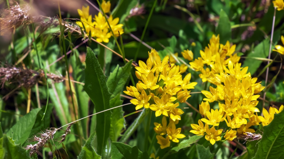 Česnek zlatožlutý (Allium moly) 