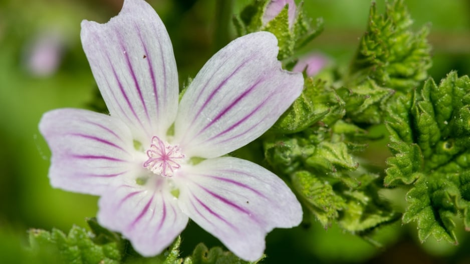 Sléz přehlížený (Malva neglecta) 