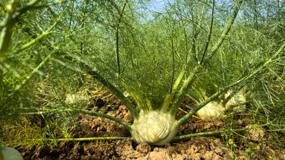 Fenykl sladký neboli hlíznatý (Foeniculum vulgare var. azoricum, syn. Dulce) 