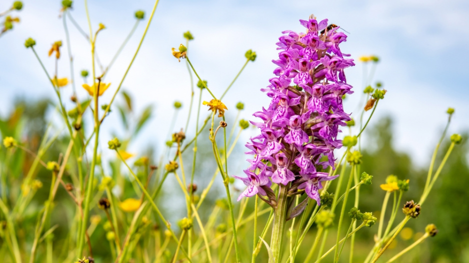 Vstavač mužský (Orchis mascula) 