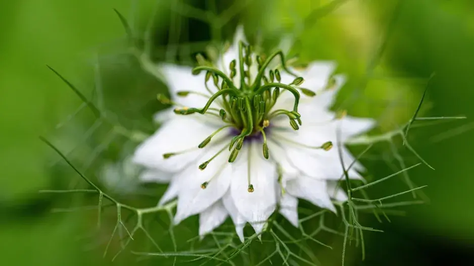 Černucha damašská (Nigella damascena)  Černucha damašská (Nigella damascena)