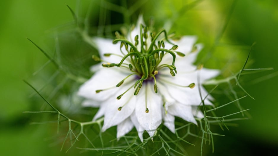Černucha damašská (Nigella damascena) 