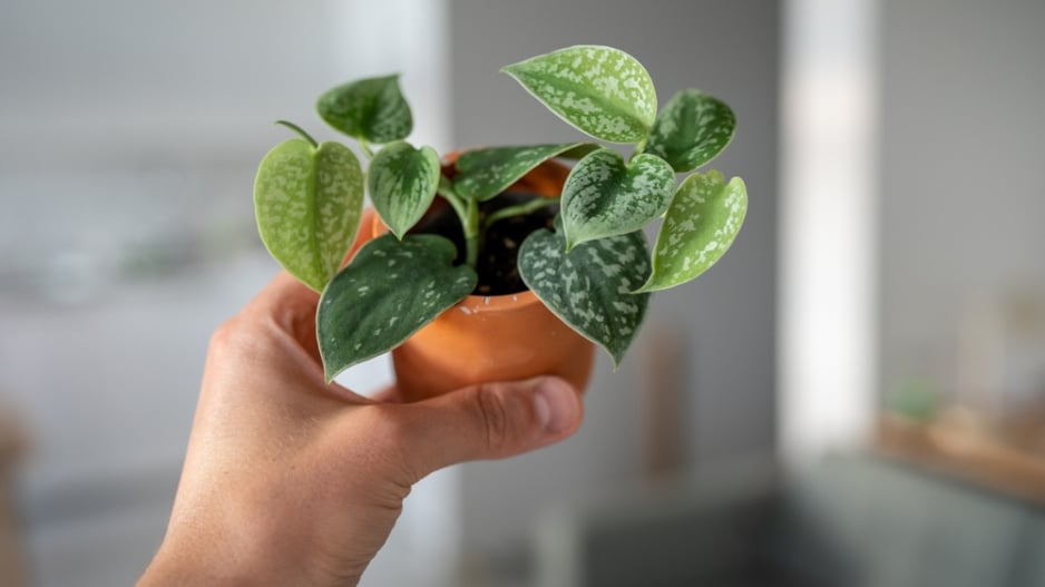 Scindapsus
