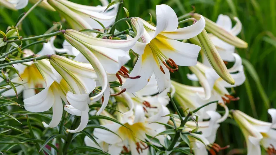 Lilie královská (Lilium regale)